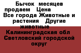 Бычок 6месяцев продаем › Цена ­ 20 000 - Все города Животные и растения » Другие животные   . Калининградская обл.,Светловский городской округ 